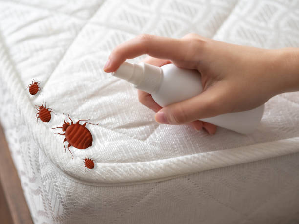 Best Bed Bug Extermination  in Humble, TX